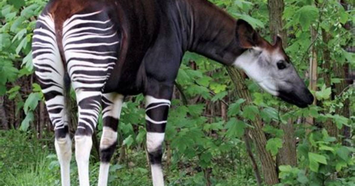 Where Are Okapi Found?