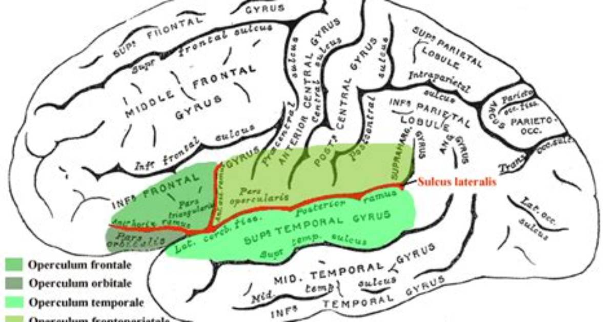 Where Are Operculum Located?