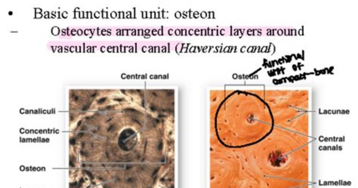 Where Are Osteocytes Found in Compact Bone?