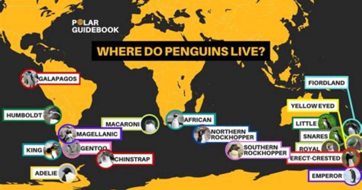 Where Are Penguins Located?