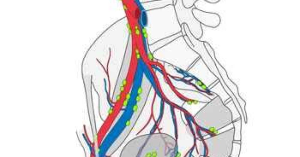 Where Are Precaval Lymph Nodes Located?