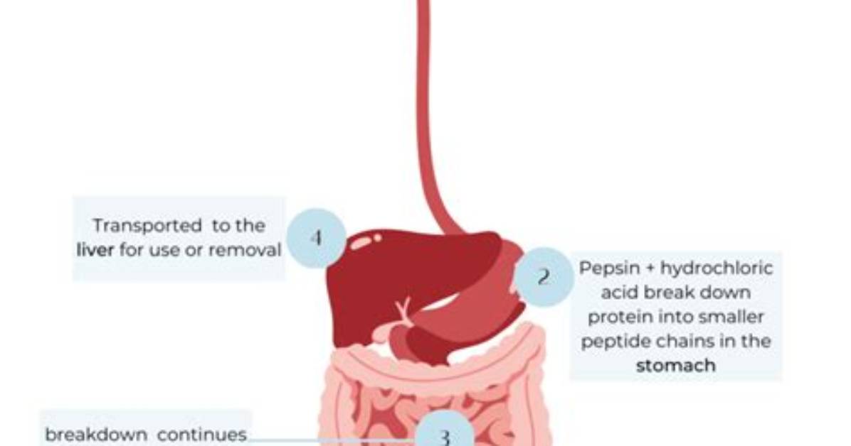Where Are Proteins Digested?