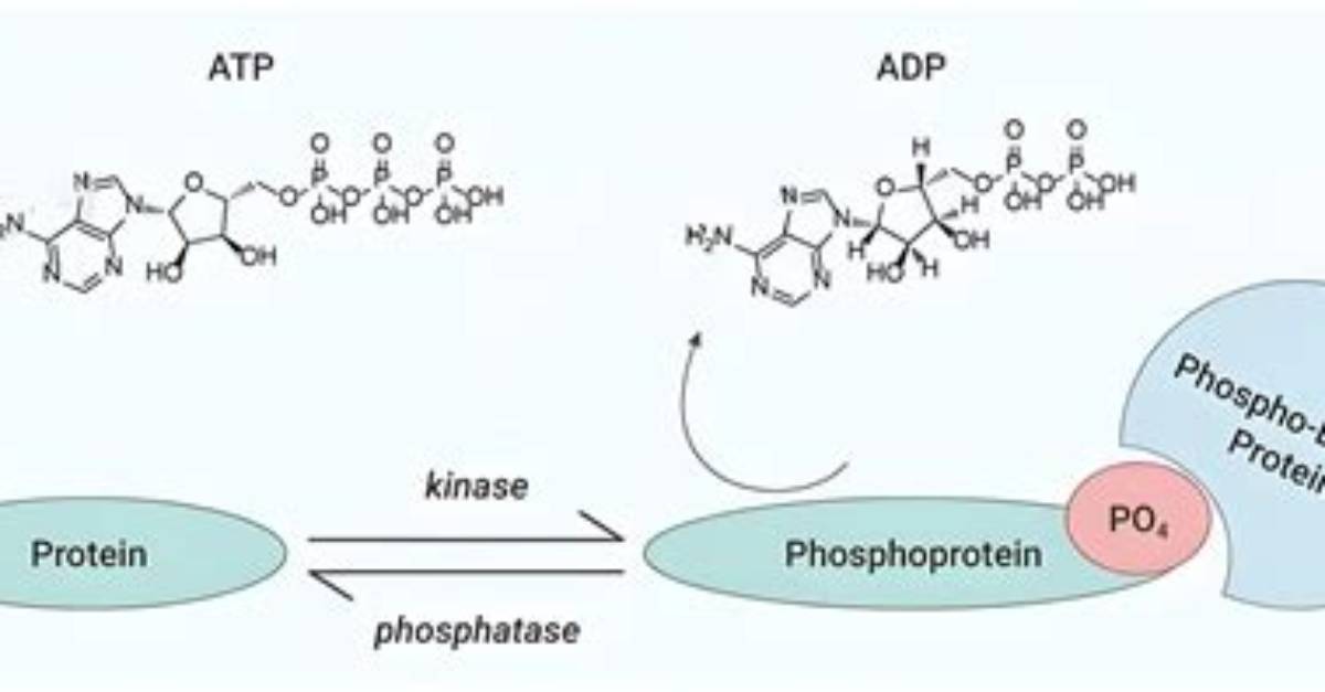 Where Are Proteins Phosphorylated?