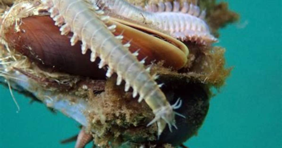 Where Are Ragworms Found?