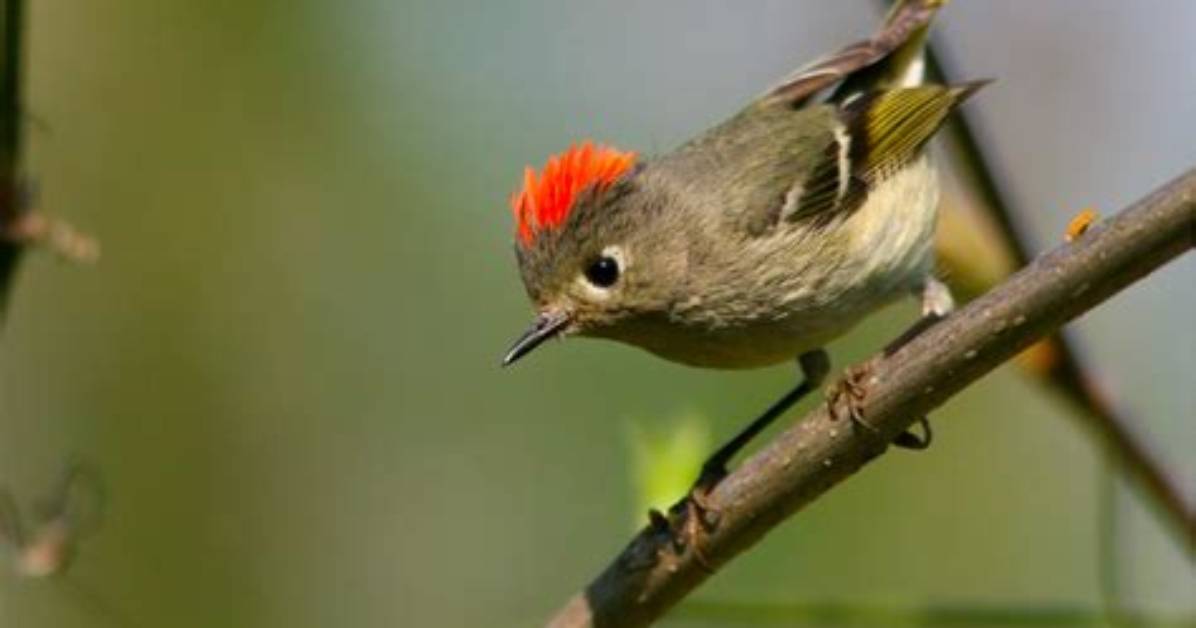 Where Are Ruby-Crowned Kinglets Located?