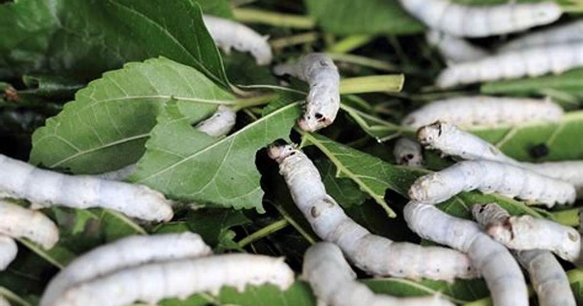 Where Are Silkworms Native to?