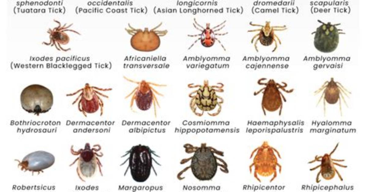 Where Are Soft Ticks Found?