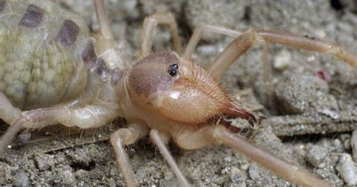Where Are Solifugae Found?