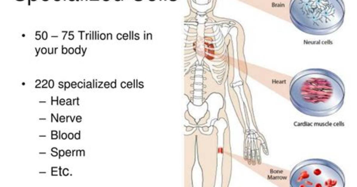 Where Are Specialized Cells Found?