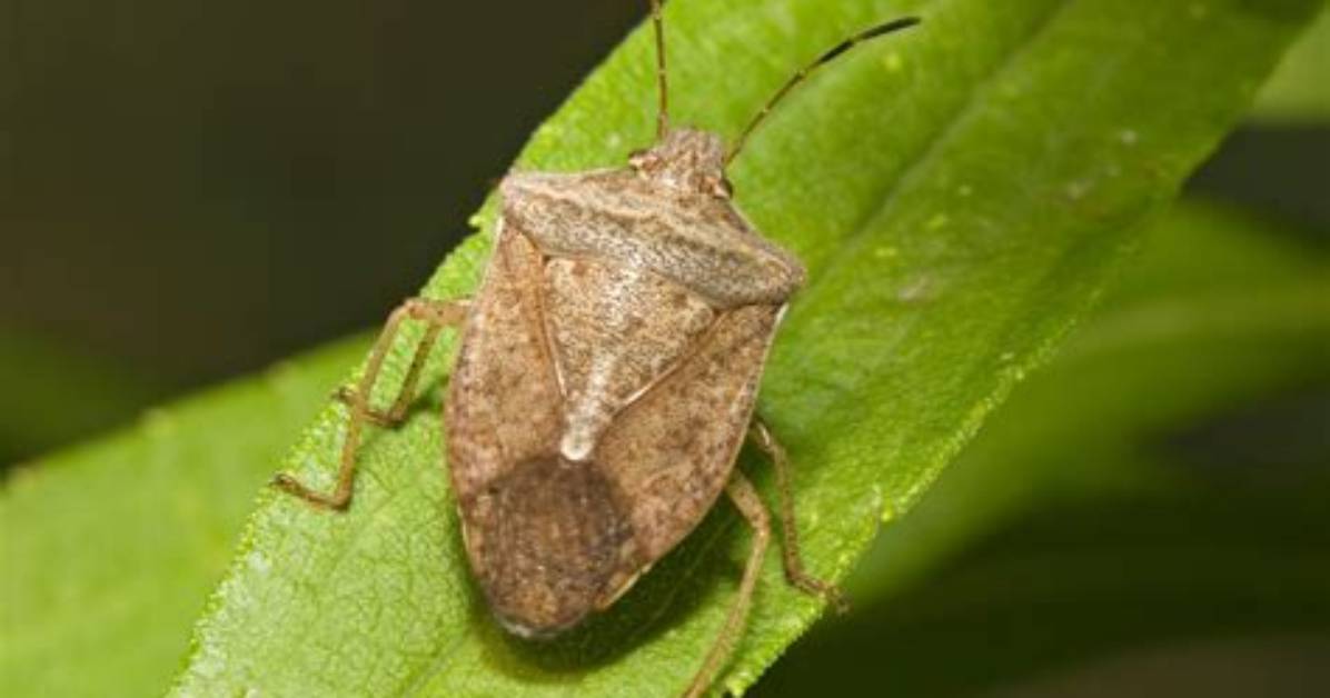 Where Are Stink Bugs Found?