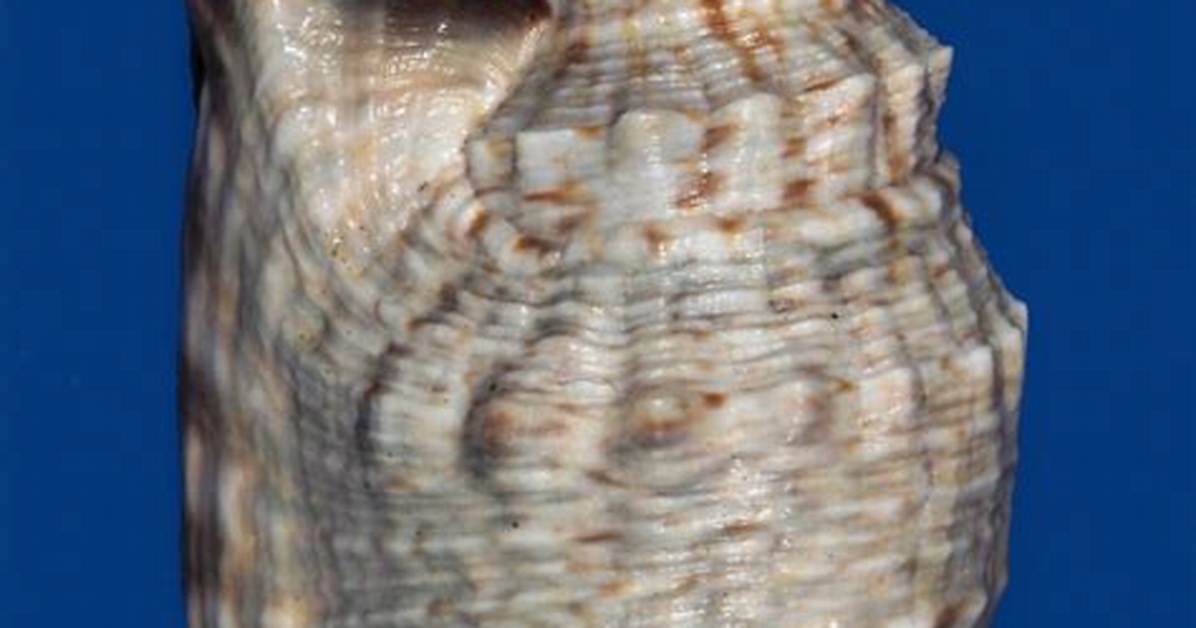 Where Are Strombus Shells Found?