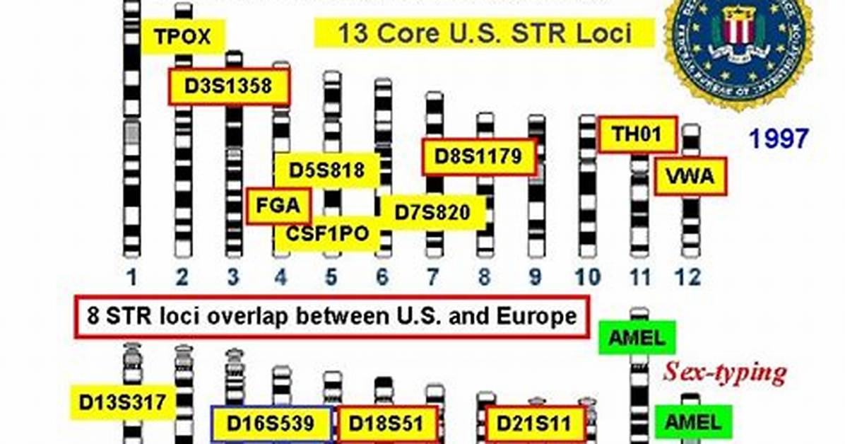 Where Are Strs Found?