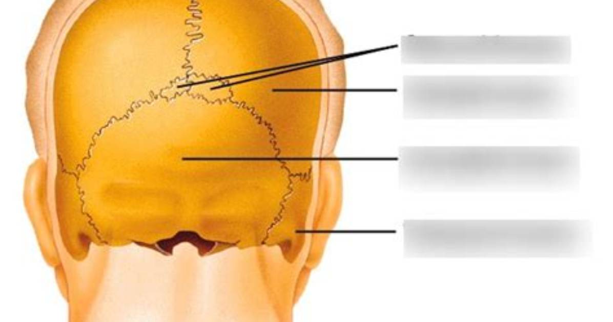 Where Are Sutural Bones Found?