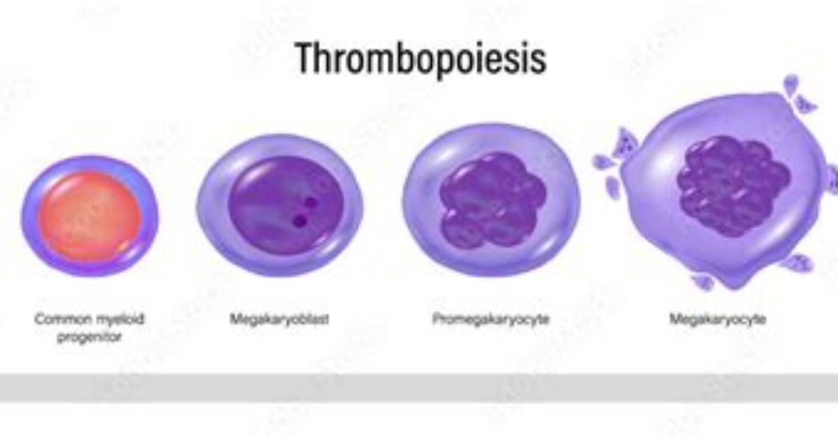 Where Are Thrombocytes Formed?
