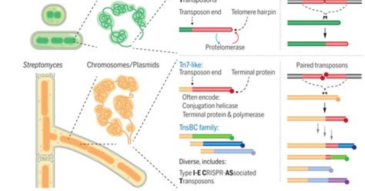 Where Are Transposons Found?