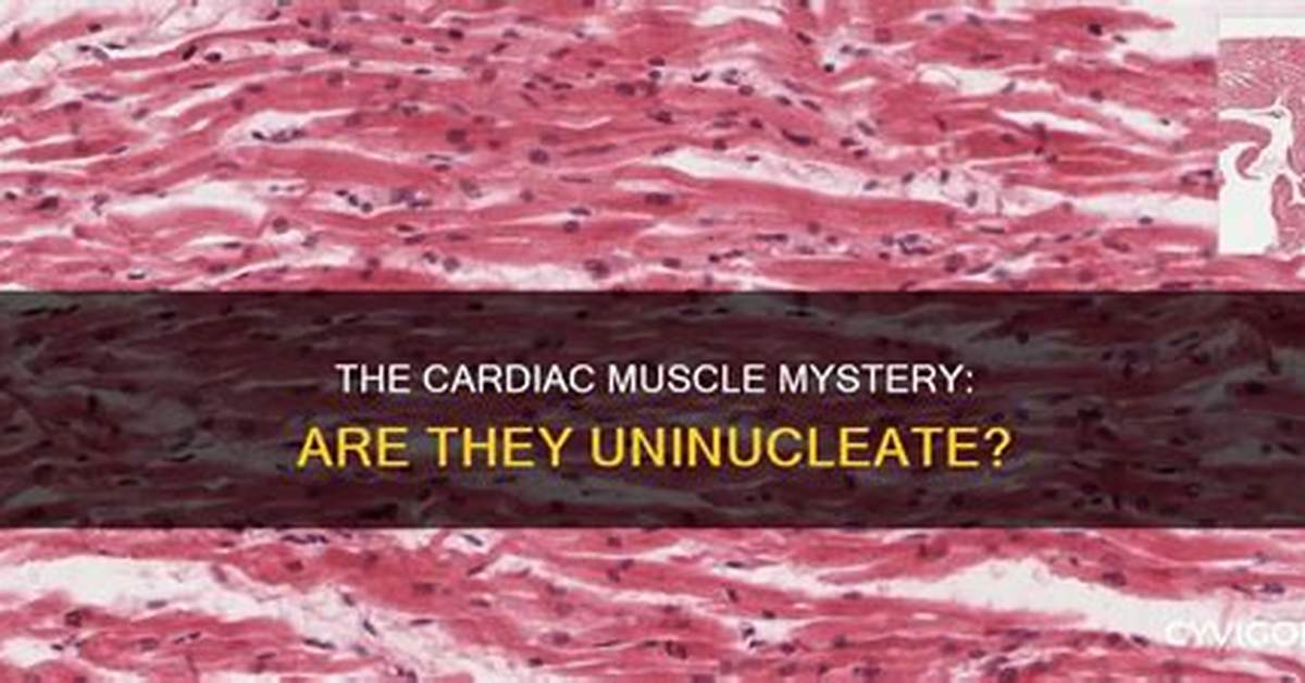 Where Are Uninucleate Found?