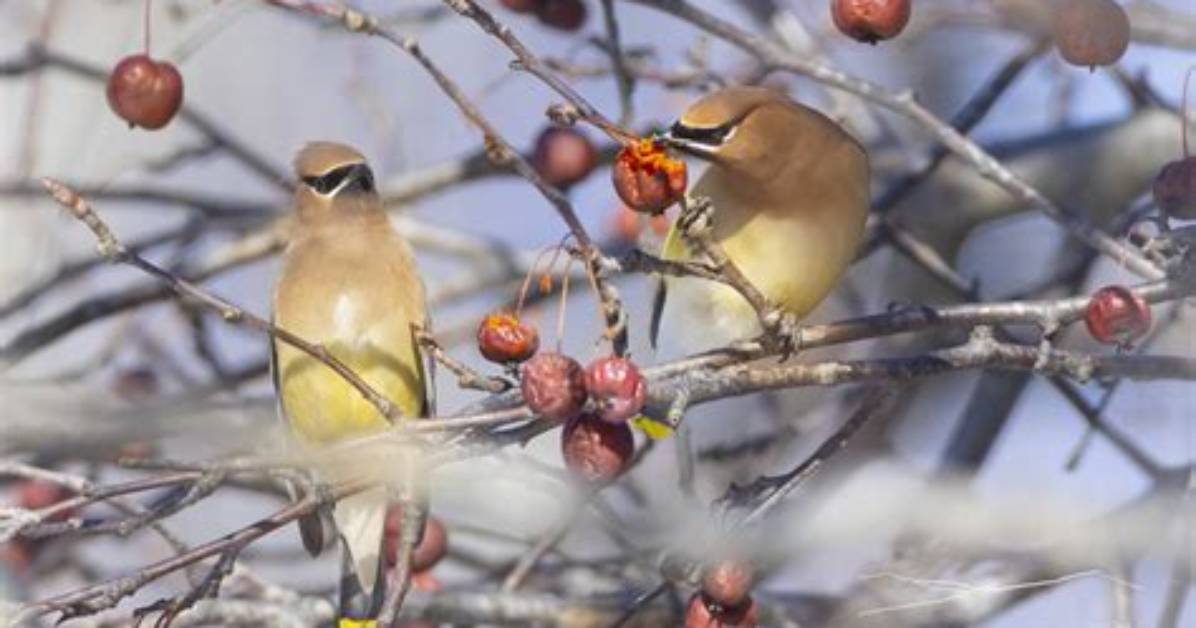 Where Are Waxwings Found