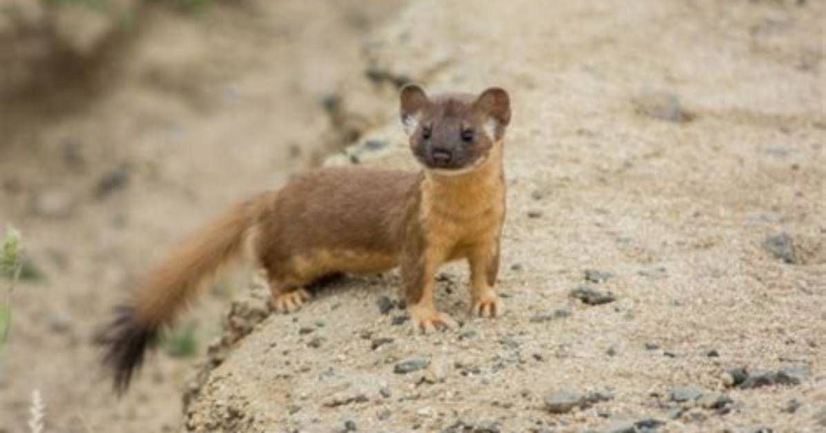 Where Are Weasels Found?