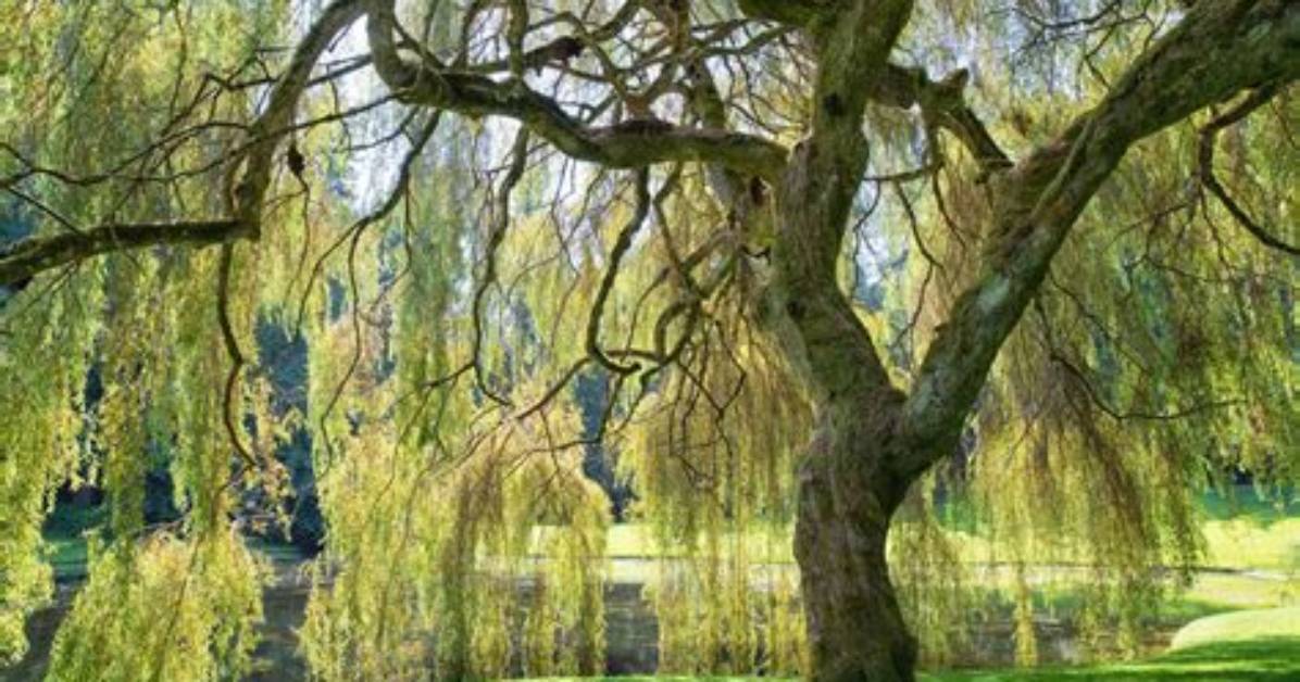 Where Are Weeping Willows Native to?