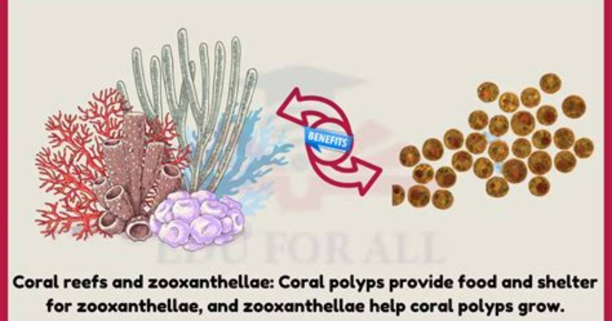 Where Are Zooxanthellae Found?