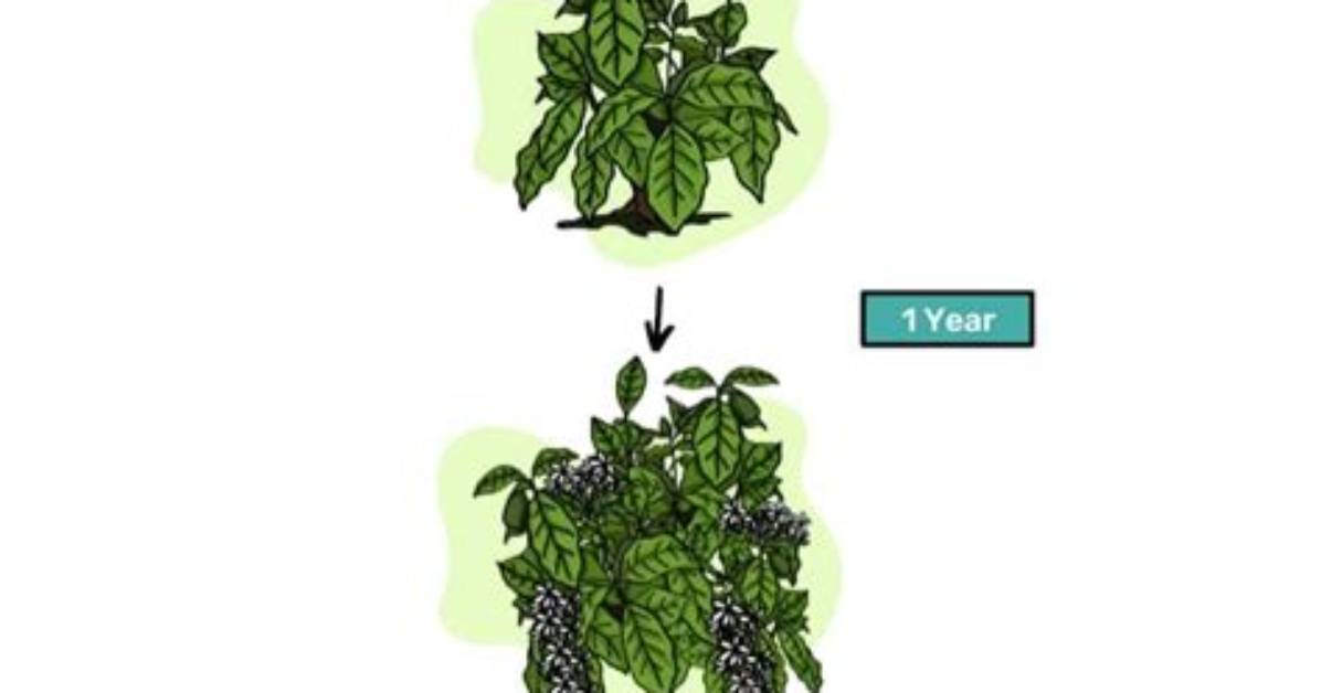 Where Beans Come from?
