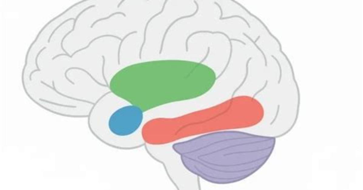 Where Brain Stores Memory?