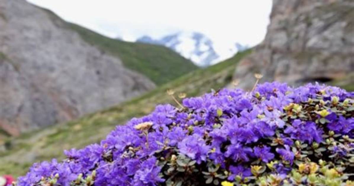 Where Can Alpine Be Found