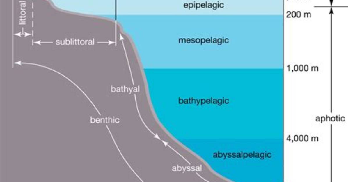 Where Can Aphotic Zone Be Found?