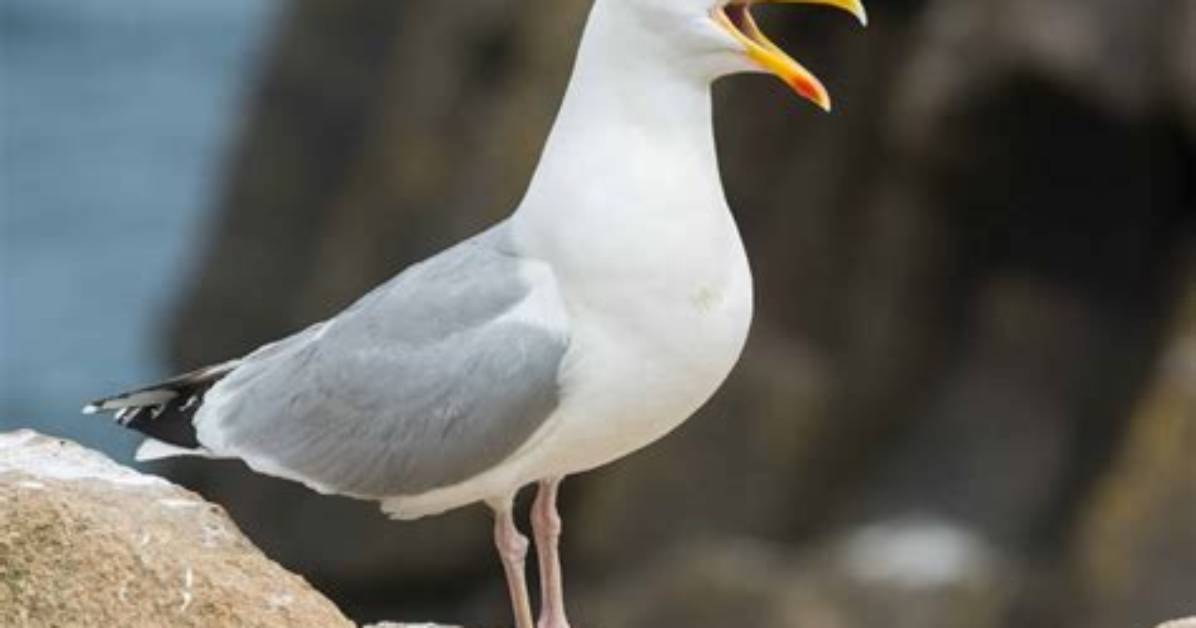 Where Can Herring Gulls Be Found
