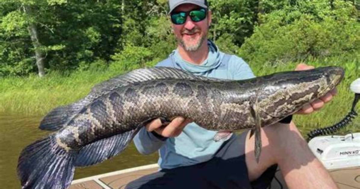 Where Can I Catch Snakeheads?