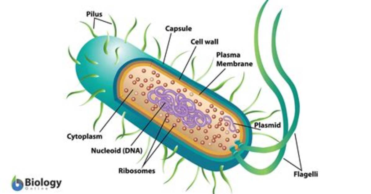 Where Can I Find Eubacteria