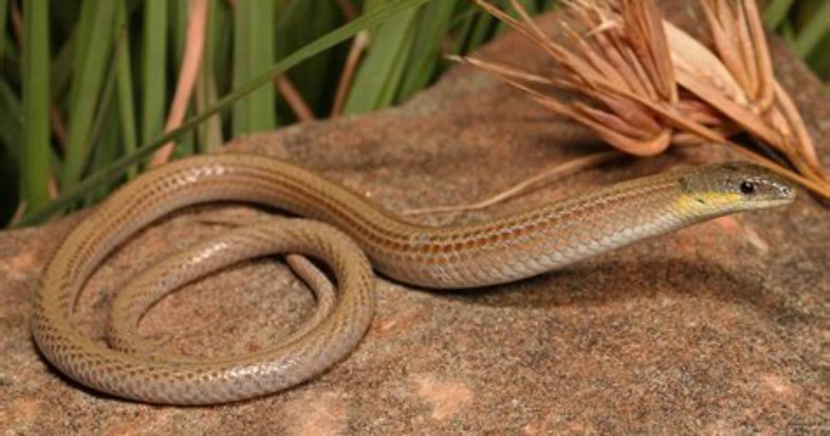 Where Can Legless Lizard Be Found?