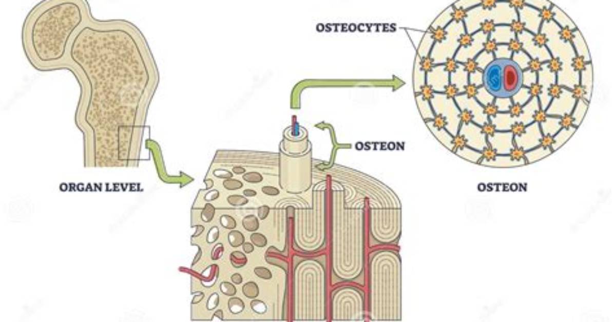 Where Can Osteocytes Be Found?