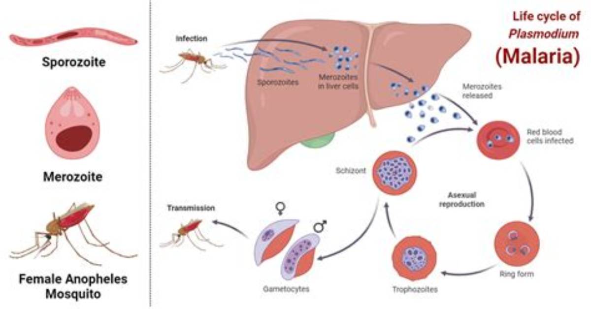 Where Can Plasmodium Be Found?