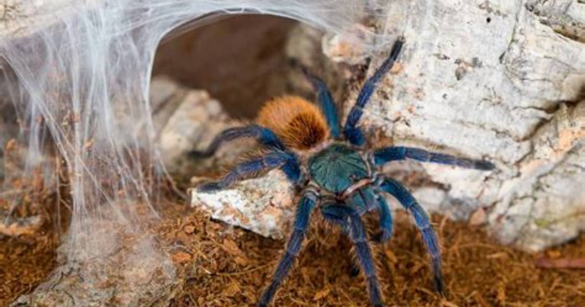 Where Can Tarantulas Be Found?