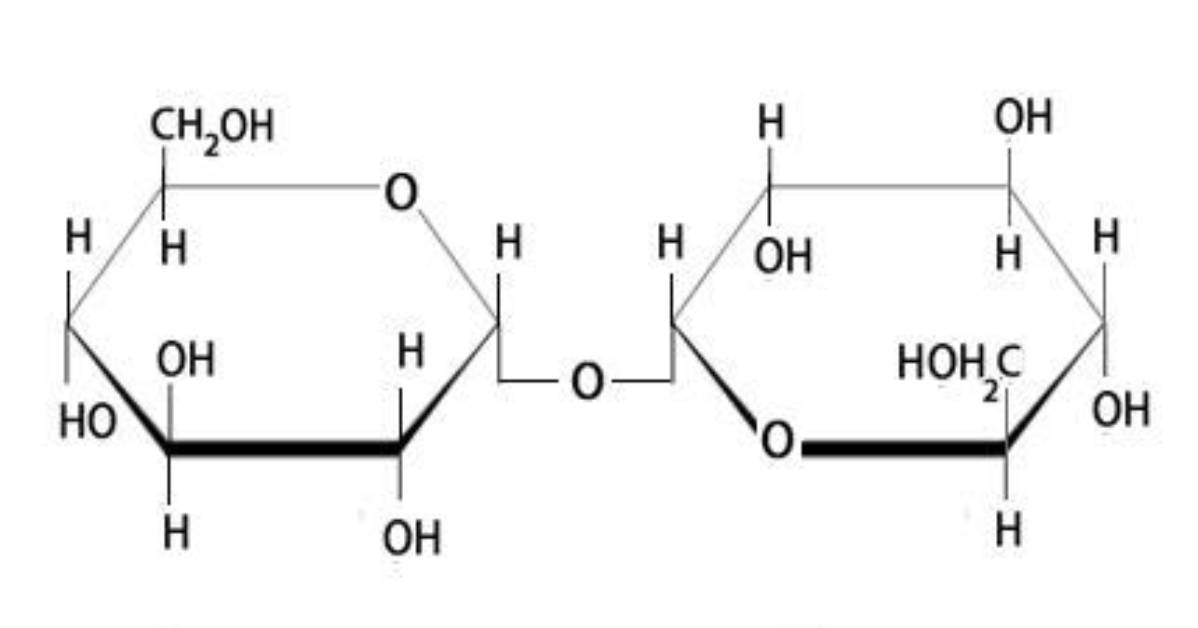 Where Can Trehalose Be Found?