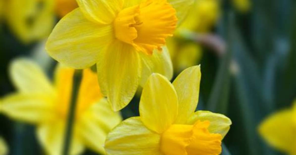 Where Can U Find Daffodils