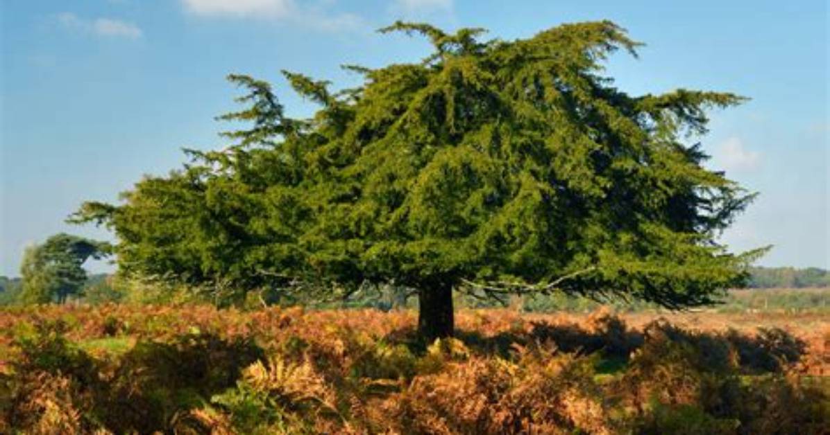 Where Can Yew Trees Be Found