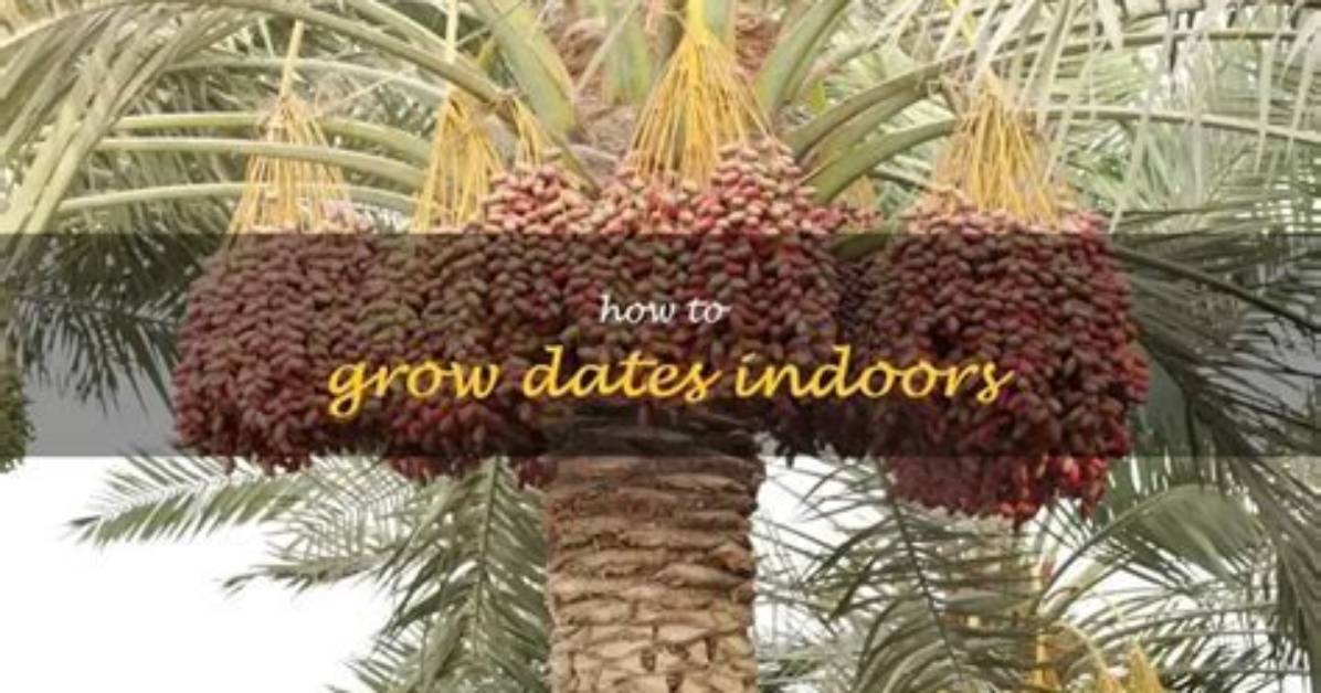 Where Can You Grow Dates