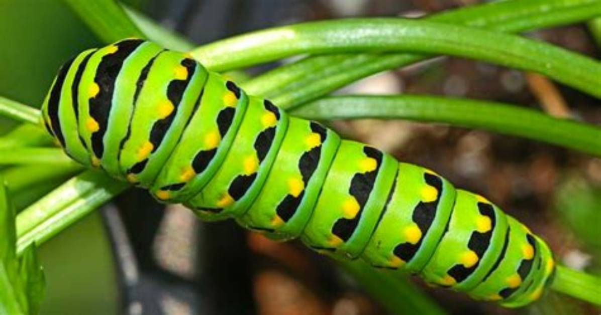 Where Caterpillars Come from?