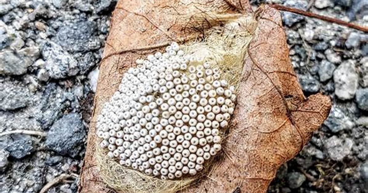 Where Cicadas Lay Eggs?