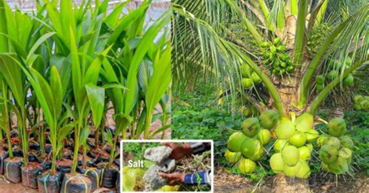 Where Coconut Tree Grow?
