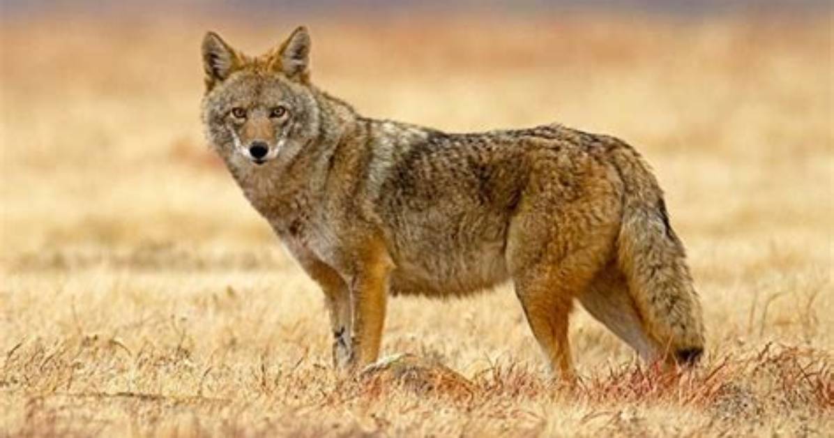 Where Coyotes Come from?