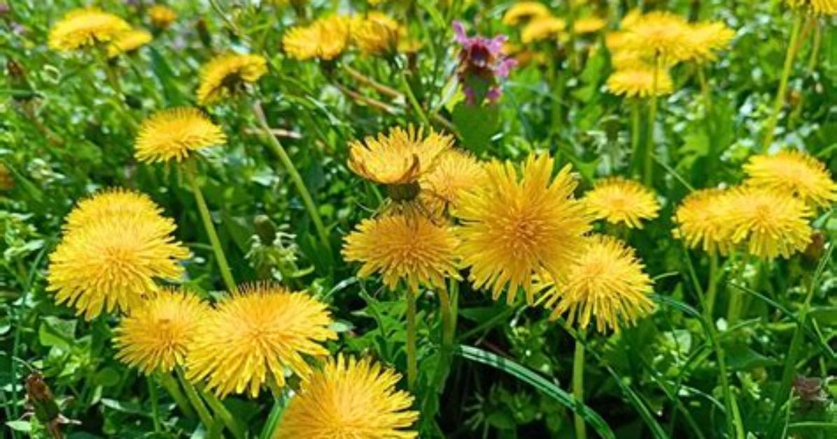 Where Dandelion Is Found