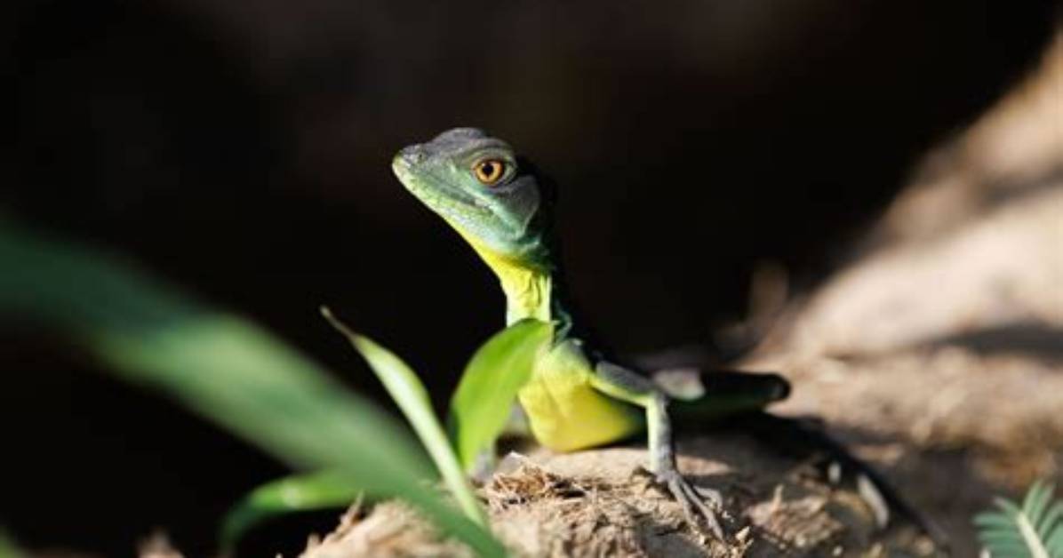 Where Did Amphibians Evolve from?