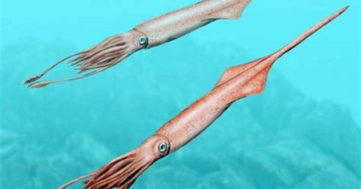 Where Did Belemnites Live?