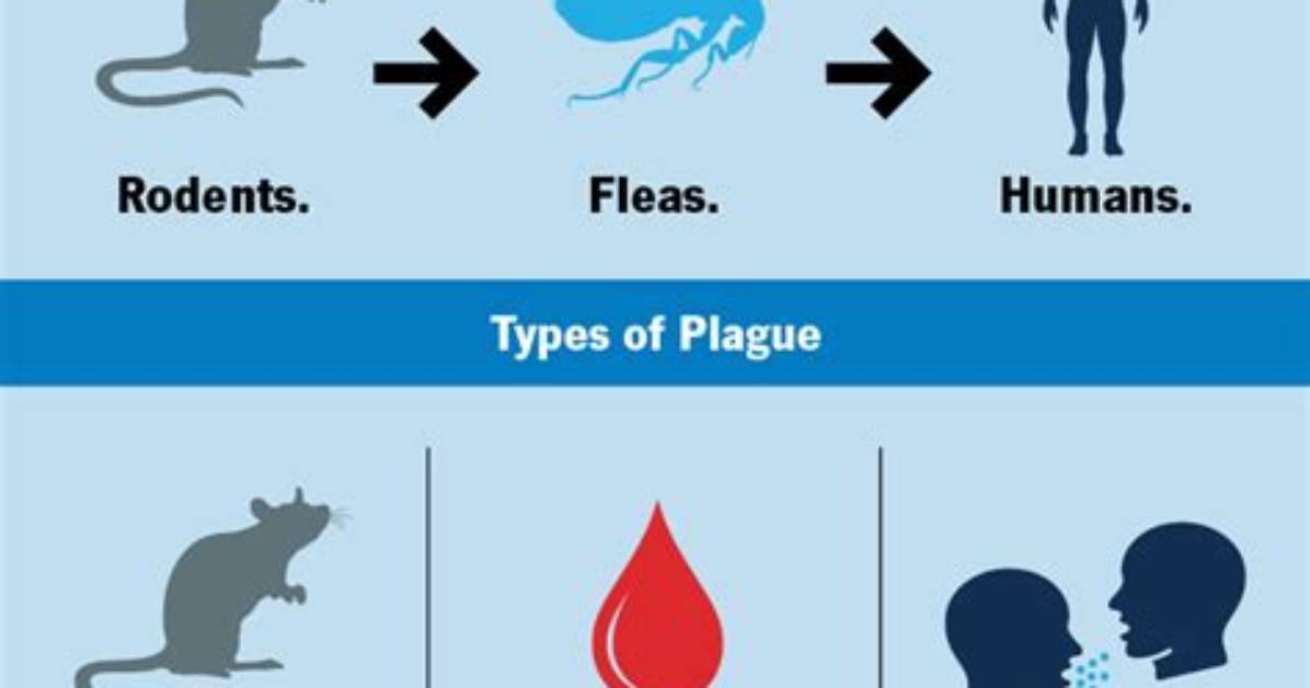 Where Did Bubonic Plague Spread to?