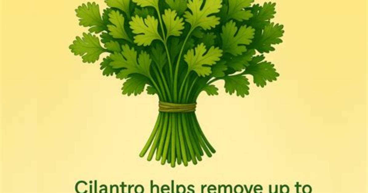 Where Did Cilantro Originate
