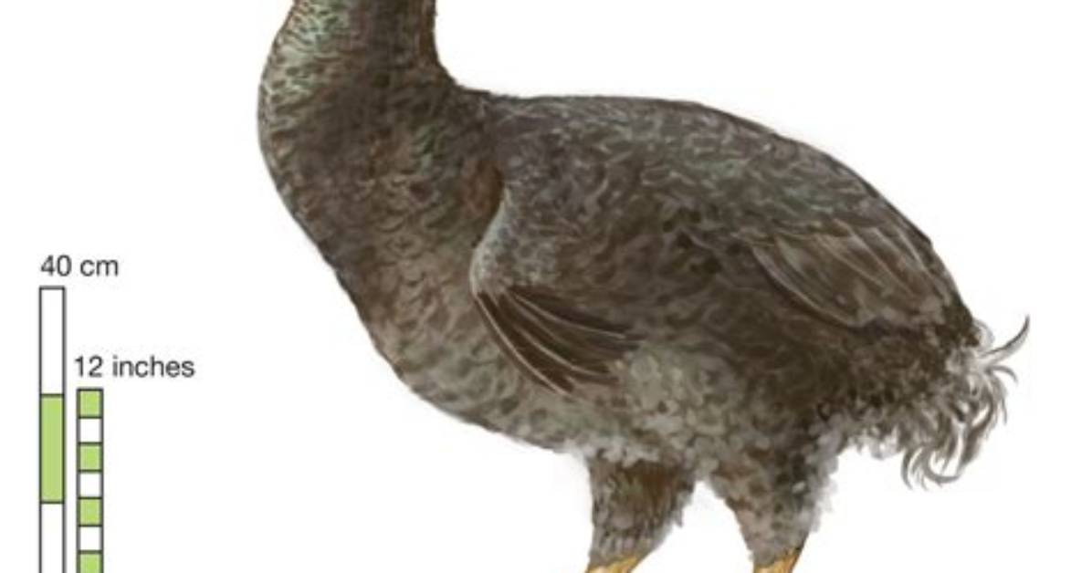 Where Did Dodos Live?