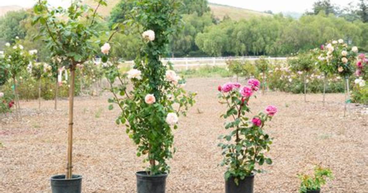 Where Did Grace Rose Farm Move to?